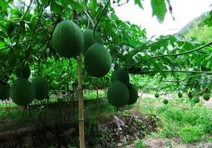 吊瓜怎么吃图片,图片教你轻松上手