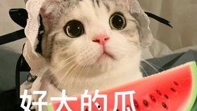 骗同学的吃瓜,揭秘骗同学背后的真相