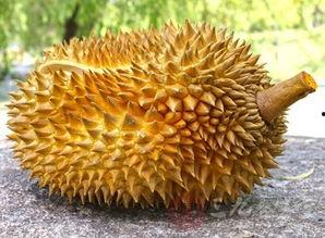 榴莲可以和角瓜一起吃吗,健康美味两不误