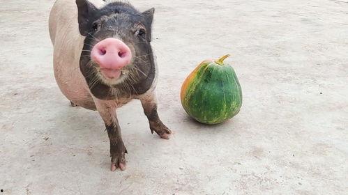 猪吃小瓜,猪儿欢享小瓜美味时光