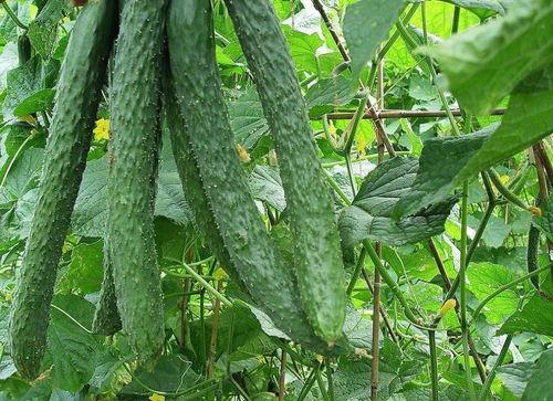 吃瓜群众黄瓜大队集合,吃瓜群众共赴欢乐盛宴