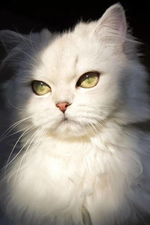 吃猫的瓜,揭秘吃猫瓜背后的惊人真相