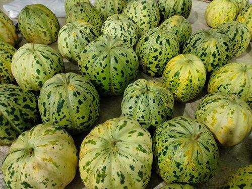 小马会吃瓜,探寻瓜果乐园的秘密