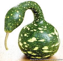 歪瓜吃瓜,揭秘娱乐圈的另类趣味