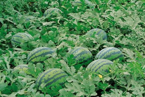 坟头吃瓜完整版,揭秘神秘事件的背后真相