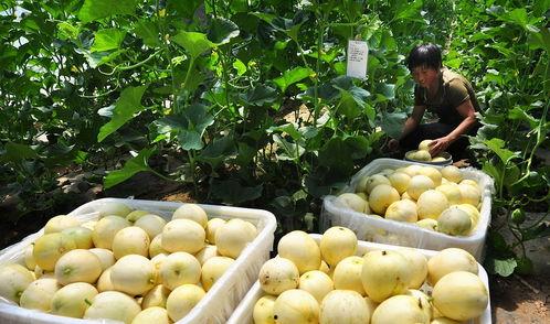 老人吃的瓜面瓜叫什么,老人常食的“瓜面瓜”之谜