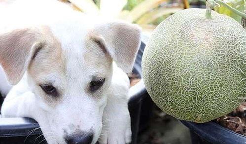 小狗吃哈密瓜,甜蜜与欢乐的瞬间