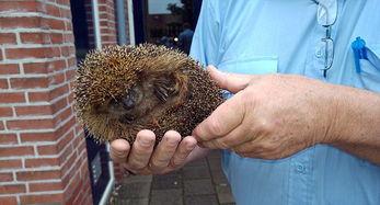 刺猬吃瓜痕迹图片,瓜皮上的痕迹揭秘