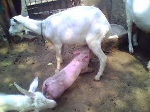 小猪吃羊瓜好吗,一场趣味横生的田园冒险