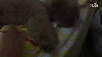 小黄峰吃瓜视频,揭秘娱乐圈幕后故事