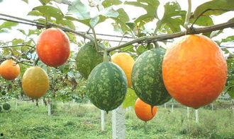 孕期吃吊瓜,营养美味两不误