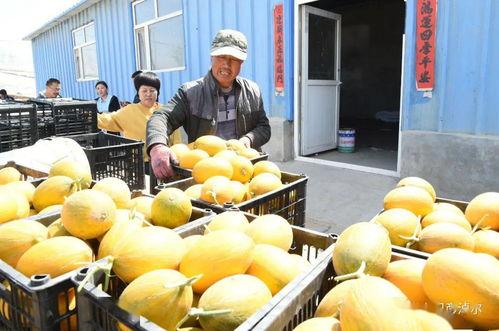 主播都在吃的瓜是什么瓜,究竟是什么瓜引发全网热议?