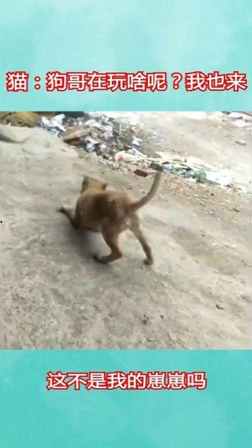 看热闹吃瓜到自己,揭秘网络时代的娱乐心理演变